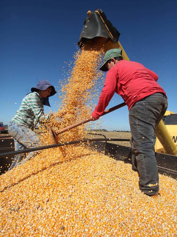 Filhos de agricultores brincam com grãos de milho descarregado por colheitadeira em propriedade rural em Campo Mourão; especial traz as novidades do agronegócio