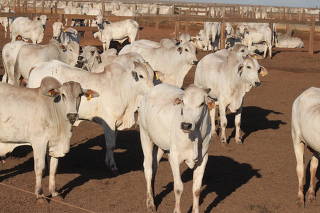 Criação de gado em Brasnorte/MT