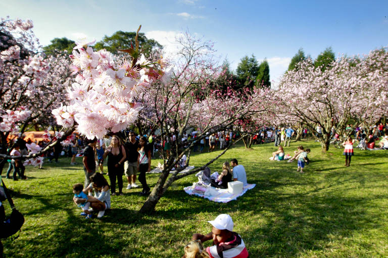 Parque do Carmo durante a festa das cerejeiras