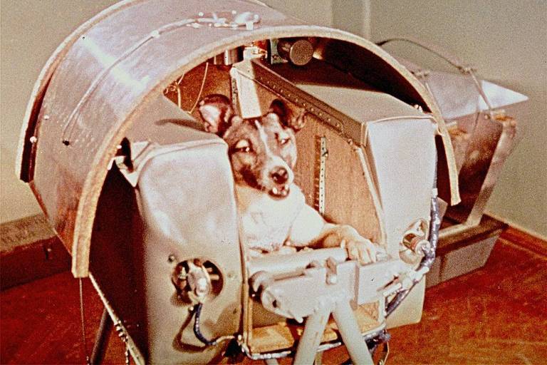 Laika, cadela que viajou no Sputnik 2