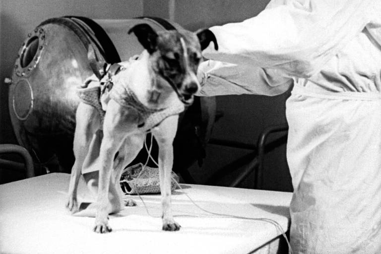 A cadela Laika, primeiro ser vivo da Terra a ir ao espaço