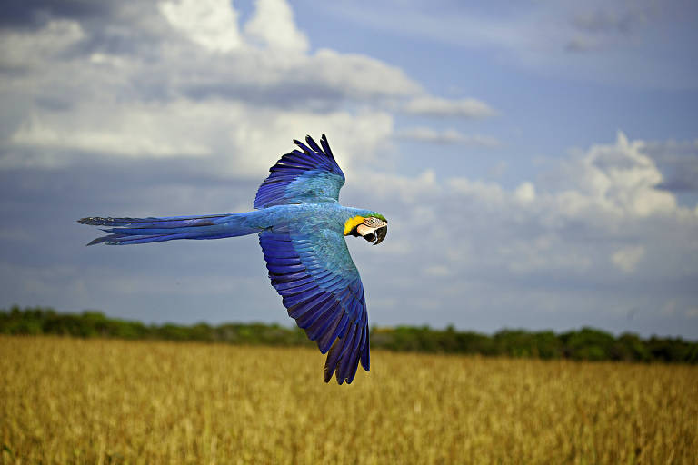 "Birds of Brazil", por Ricardo Martins