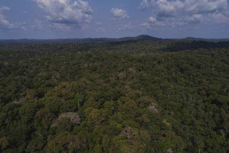 Vista aérea da Floresta Estadual do Paru, no Pará