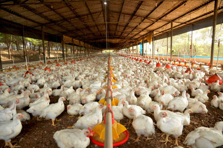 Tyson Foods compra fatia de 40% no grupo Vibra e avança em aves no Brasil