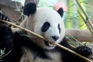 FILE PHOTO: Chinese female panda bear Meng Meng is seen during a welcome ceremony at the Zoo in Berlin