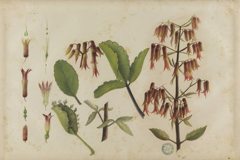 'Bryophyllum Pinnatum' de José Carlos dos Reis Carvalho