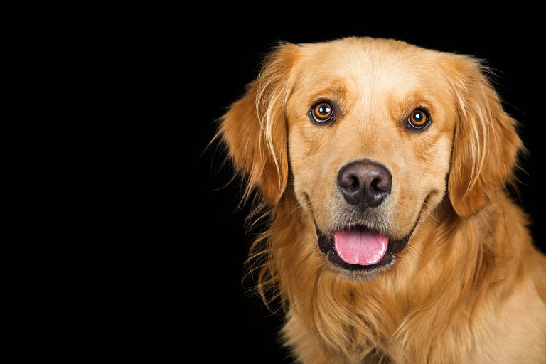 Golden retriever é inteligente, muito dócil e tem energia de sobra