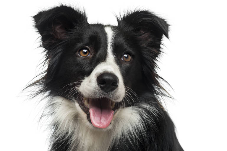 Border Collie: conheça tudo sobre a raça