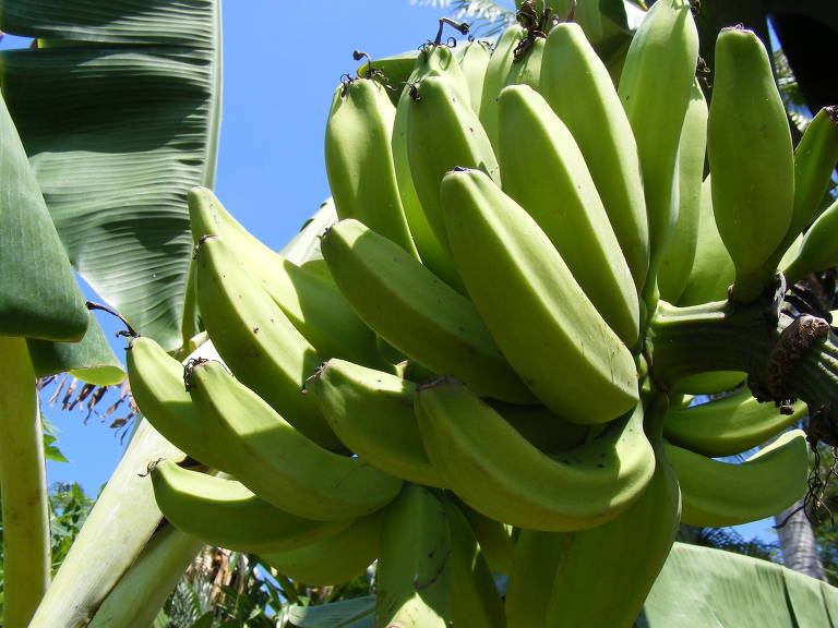 O Brasil produz cerca de 7 milhões de toneladas de bananas por ano