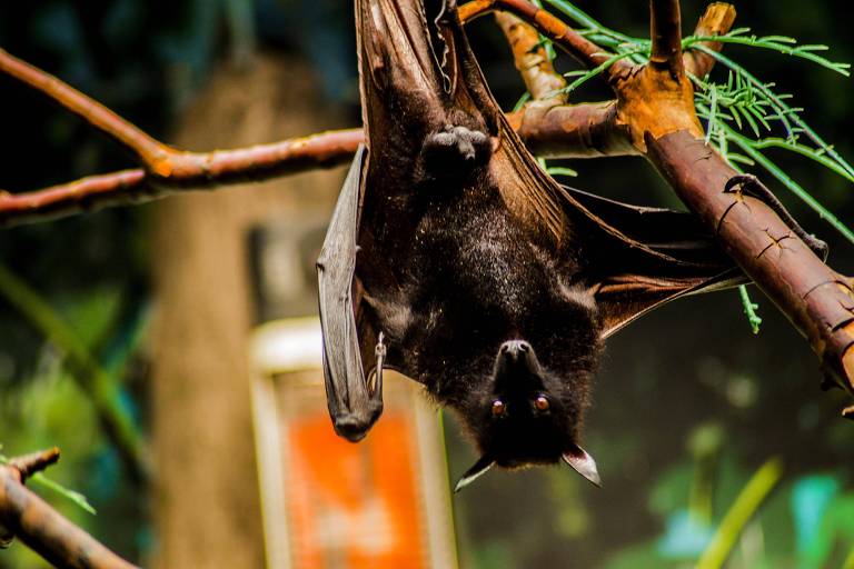 Raríssimas espécies de morcegos são realmente sugadoras de sangue