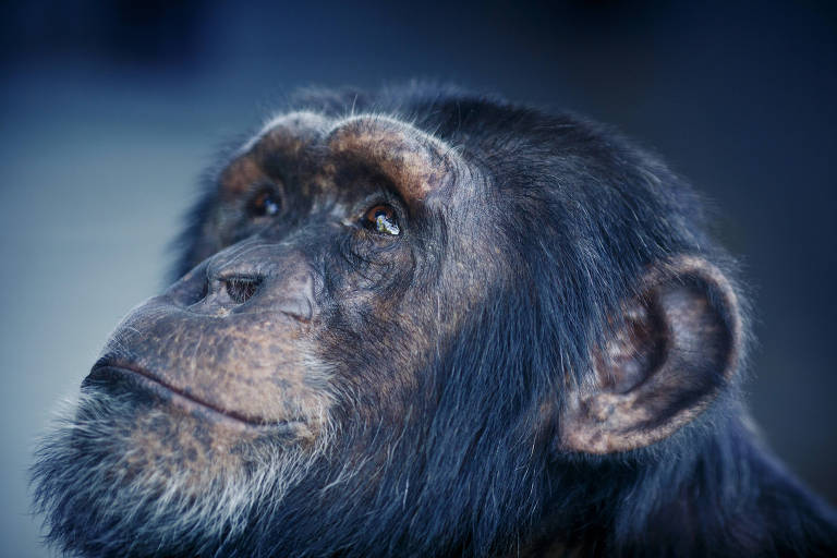 ANIMAL - MACACO CHIMPANZÉ, Zoo do Rio de Janeiro / Brasil. …