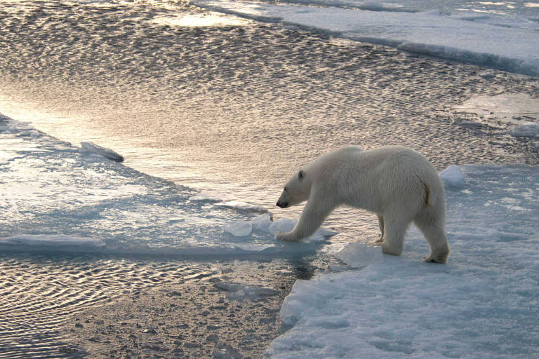 Urso polar atravessa blocos de gelo