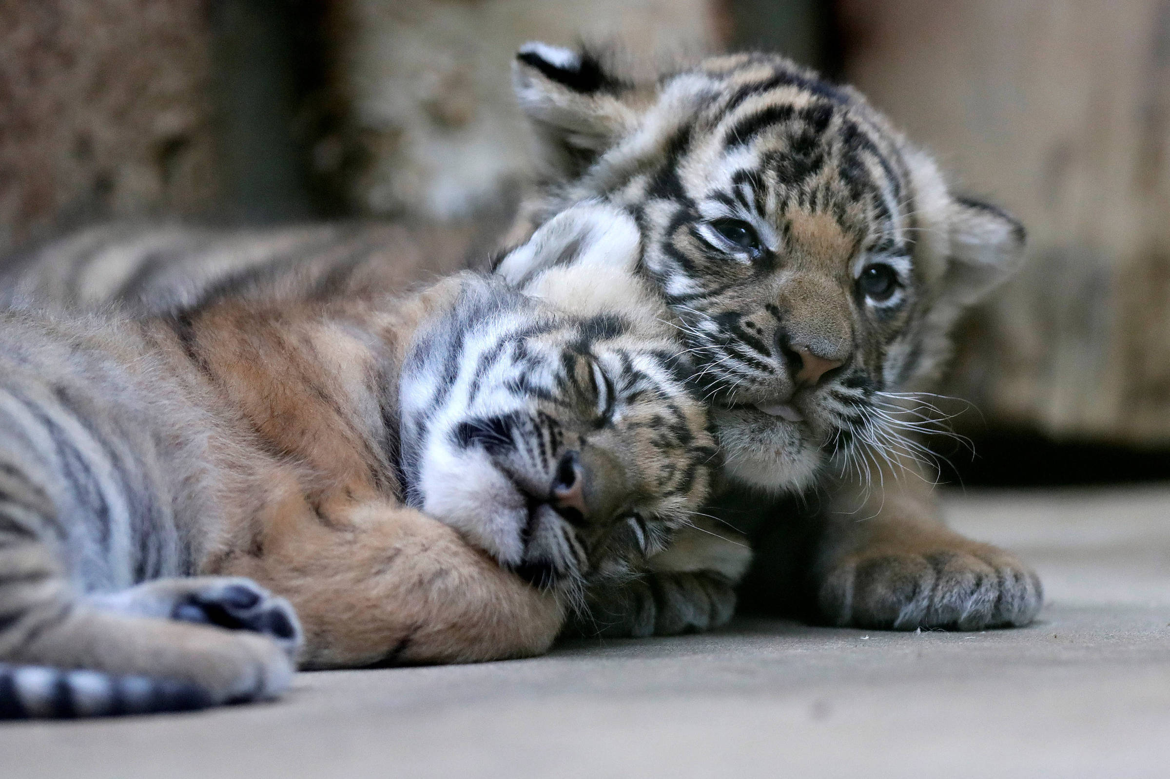 Filhotes de tigre ameaçado de extinção nascem em zoo de Moscou