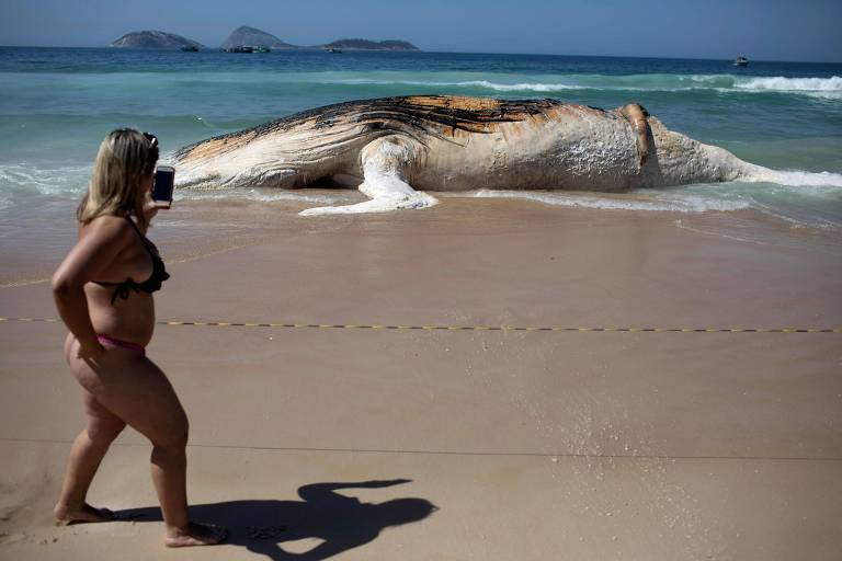 Baleia encalhada em Ipanema