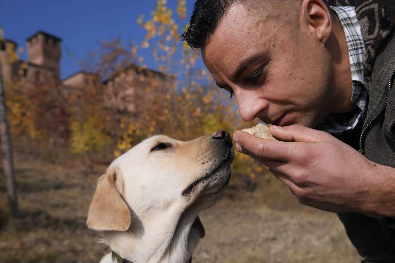 Um caçador de trufas cheira uma trufa branca junto com seu cachorro, na Itália