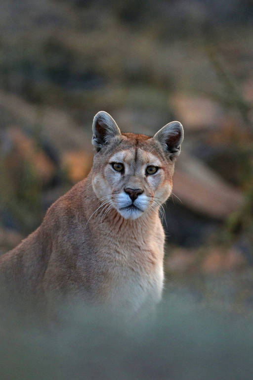 Retrato de puma no Parque Nacional Torres del Paine, na Patagônia chilena
