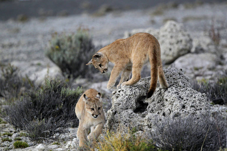 Pumas em meio a rochas do Parque Nacional Torres del Paine, na Patagônia chilena