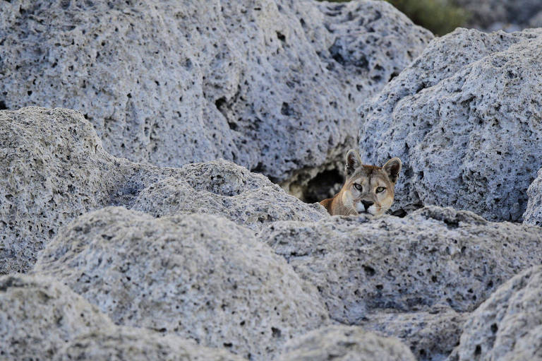 Puma em meio a rochas do Parque Nacional Torres del Paine, no Chile