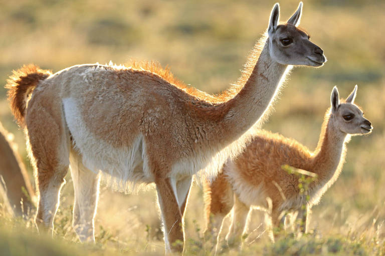 Guanacos, animais parentes das lhamas, no Parque Nacional Torres del Paine, no Chile