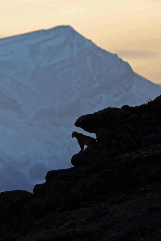 Sombra de puma que repousa sobre rochedo no Parque Nacional Torres del Paine, na parte chilena da Patagônia