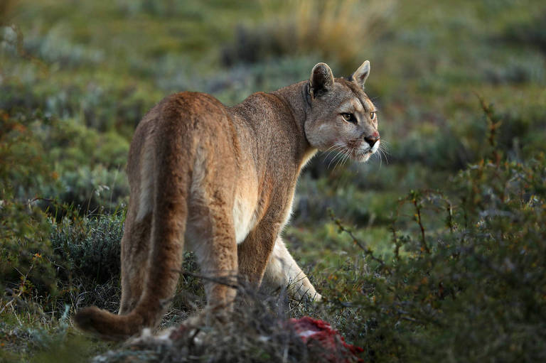 Puma no Parque Nacional Torres del Paine, na parte chilena da Patagônia
