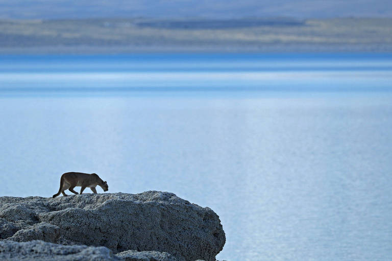 Um puma sai para caçar guanacos no sul do Chile, Patagônia