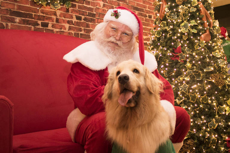 Shopping Villa-Lobos tem trono para seu pet sair na foto com o Papai Noel 