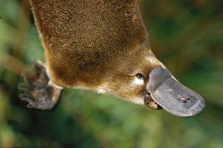 Handout photo of an Australian native platypus