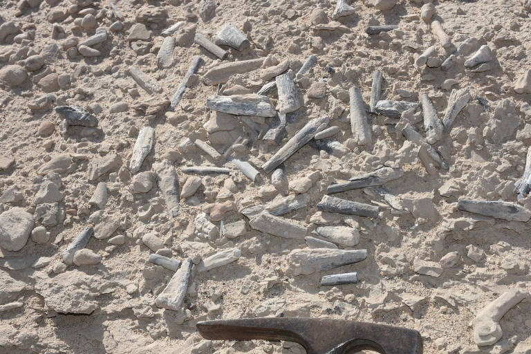 Berçário de pterossauros na China