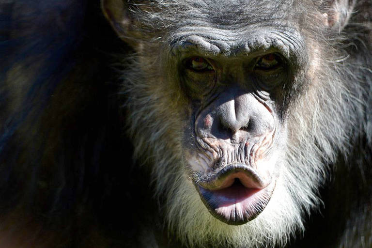 O que os políticos podem aprender com os chimpanzés?