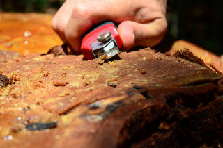 Agentes do Ibama fazem análises em restos de árvores na floresta para garantir a origem de toras presentes em serrarias