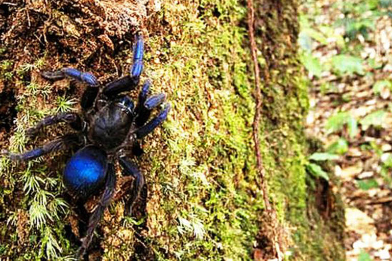 Aranha que está sendo chamada de 'tarântula azul metálico' foi avistada por fotógrafo perto do rio Potaro, na Guiana  