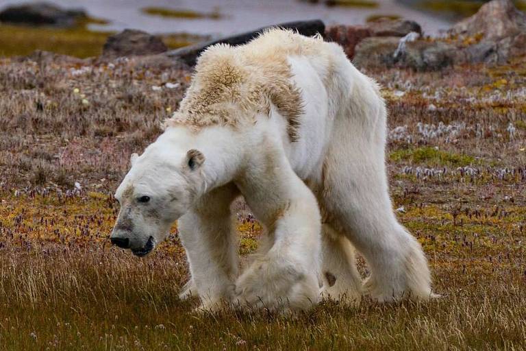 Urso polar muito magro anda cambaleante