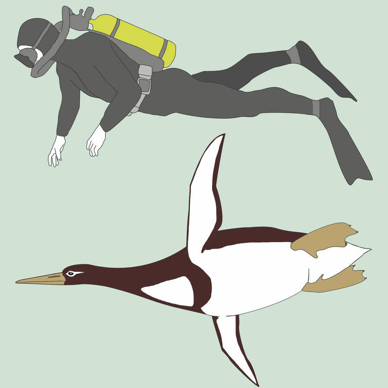 Ilustrao comparando o tamanho do pinguim _Kumimanu biceae_ e de um mergulhador