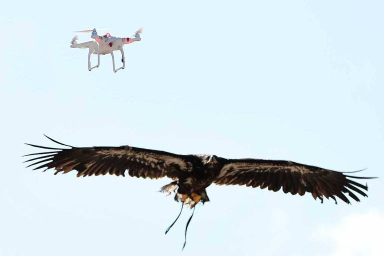 Águia treinada para caçar drone pela polícia holandesa