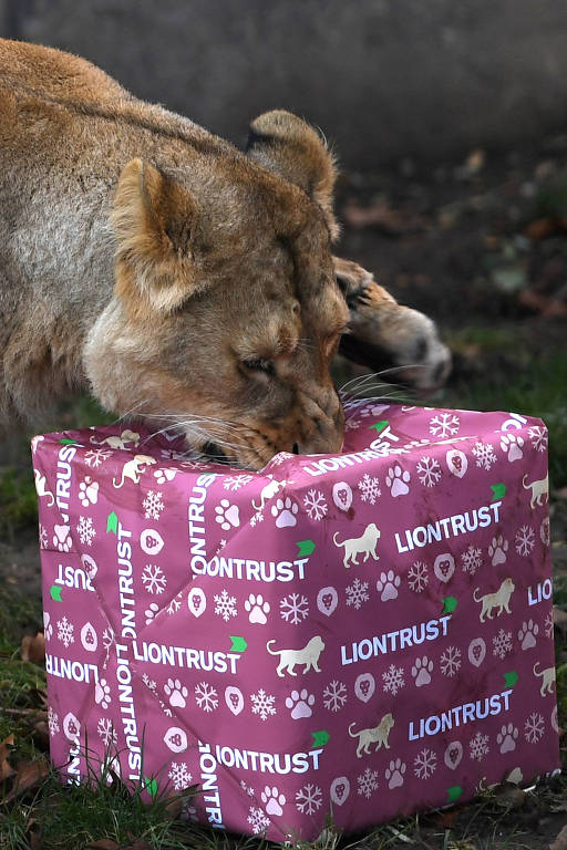 Leoa recebe presente de Natal no zoológico de Londres