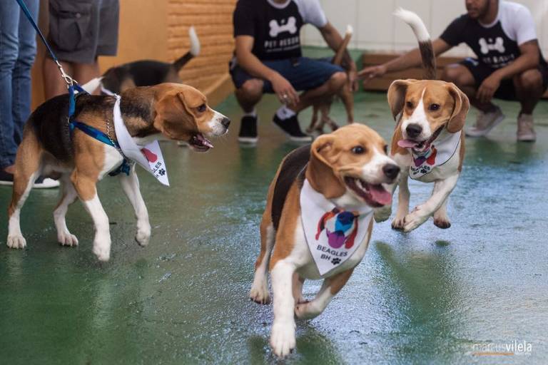 Beagles correm em pátio
