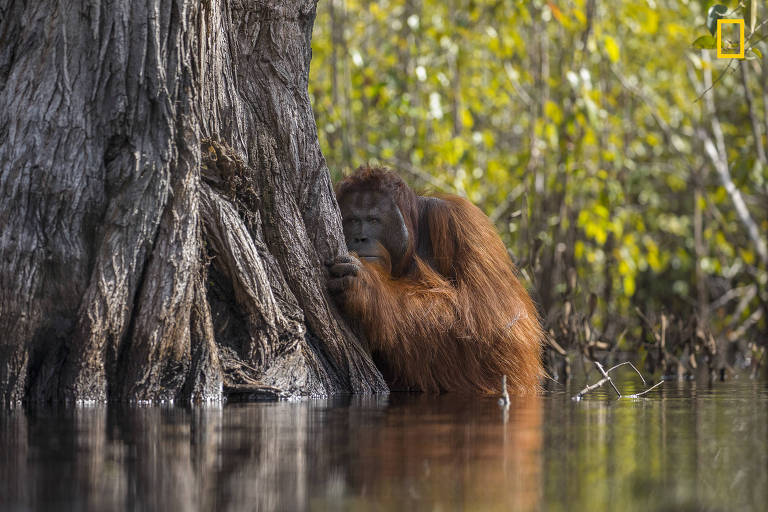 National Geographic anuncia melhores fotografias de natureza