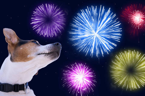 Dog muzzle jack russell terrier against the sky with colored fireworks. Safety of pets during fireworks concept Arquivo:  Credit Autor Kira Yan / Fotolia DIREITOS RESERVADOS. NÃO PUBLICAR SEM AUTORIZAÇÃO DO DETENTOR DOS DIREITOS AUTORAIS E DE IMAGEM ORG XMIT: AGEN1712291826909691