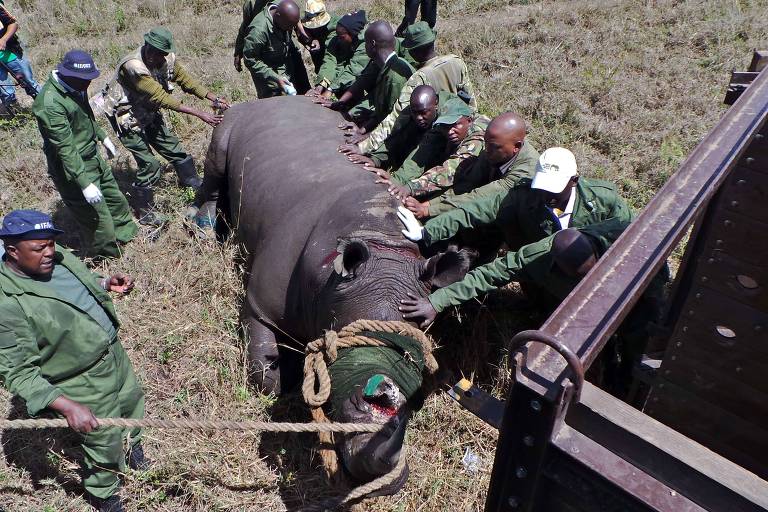 Corte preventivo dos chifres diminui mortes, mas muda comportamento de rinocerontes-negros