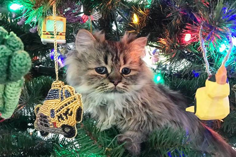 Não abuse da paciência do seu gato nas festas de fim de ano; veterinária dá dicas