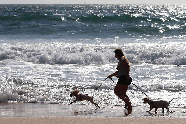 Cães na praia ou piscina