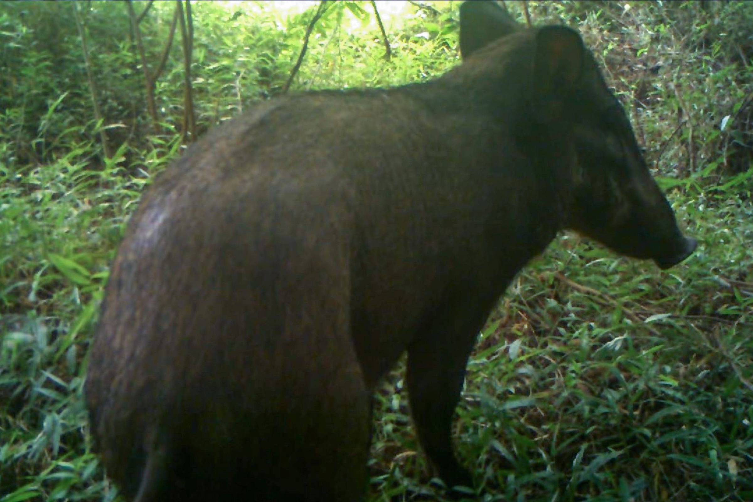 Veja os 5 animais mais feios ameaçados de extinção