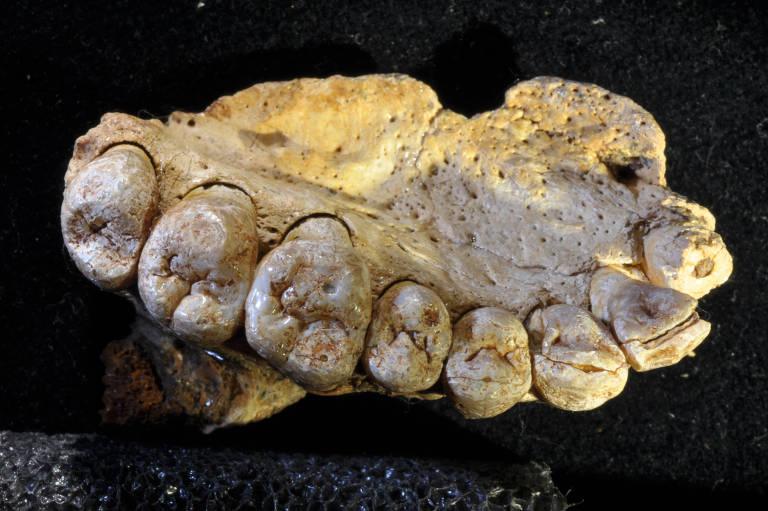 Parte do maxilar encontrado por pesquisadores