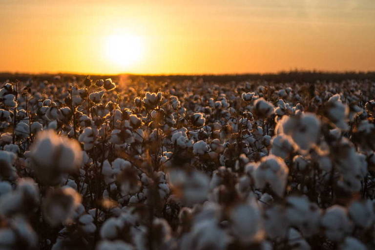 Plantação de algodão em Mato Grosso