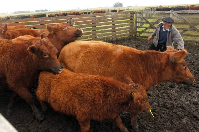 Pecuaristas conduz gado em curral na Argentina
