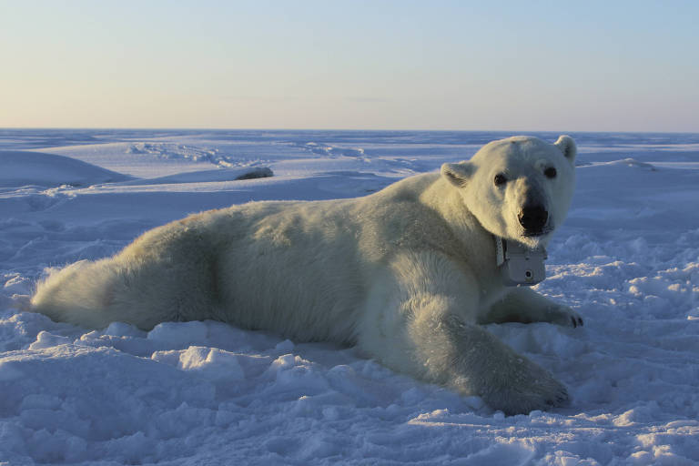 Urso polar usa coleira com câmera e GPS no pescoço no gelo do Ártico