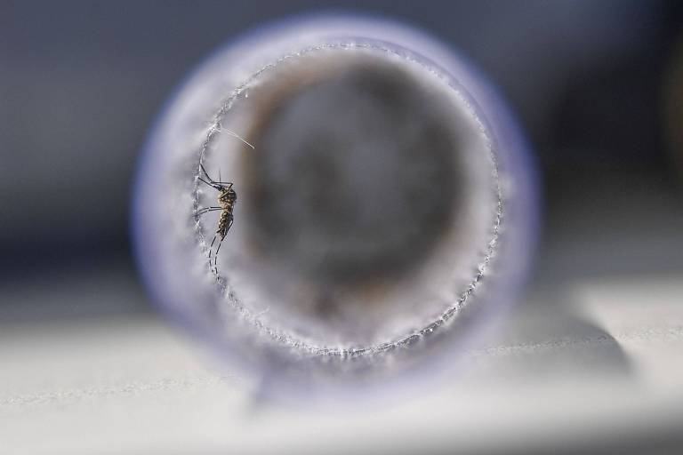 Vírus da zika inibe proliferação de células do câncer de próstata em teste