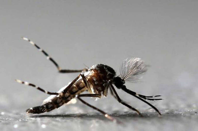 Aedes aegypti, transmissor de doenças como a dengue e a zika