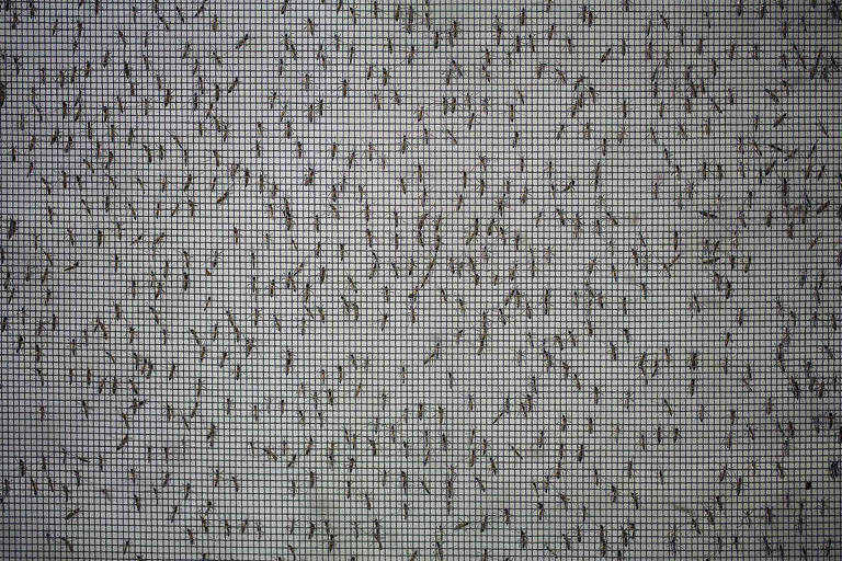 Mosquitos em uma tela. Criação de mosquitos Aedes Aegypti transgênicos na empresa Oxitec em Campinas